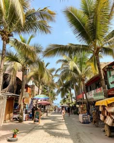 palm trees line the street in front of shops