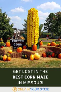 corn on the cob with text overlay that reads get lost in the best corn maze in missouri