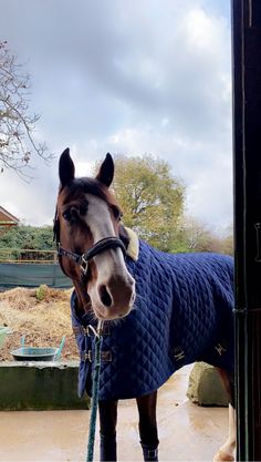 a brown horse wearing a blue blanket