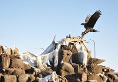 an eagle is flying over some ice covered rocks and snow on the top of it