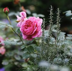 a pink rose is blooming in the garden