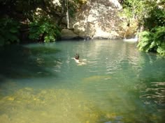 a person swimming in a river surrounded by trees