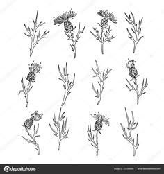 set of hand drawn flowers and leaves in black on white background stockvectors