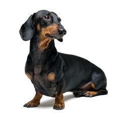 a black and brown dachshund sitting down