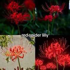 red spider lily flowers in four different stages