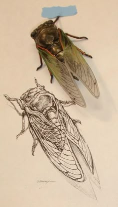 a drawing of a fly sitting on top of a piece of paper next to another insect