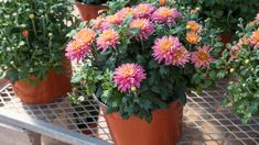 several potted plants with pink and yellow flowers in them on a metal shelf outside