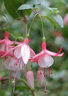 Fuschia Flowers, Goth Garden, Blue And Purple Flowers, Pink Garden, Flower Names, Pretty Plants