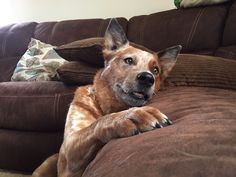 a dog laying on top of a couch with his paws hanging over the back of it's head