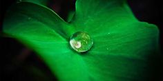 a green leaf with a drop of water on it's center and the end of its leaves