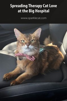 a cat wearing a bow tie sitting in a car seat with the caption spreading therapy cat love at the big hospital