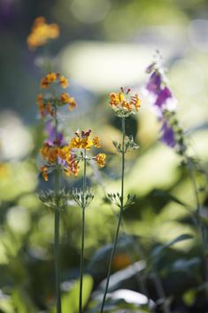 some yellow and purple flowers are in the sun