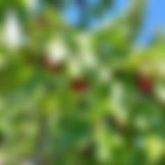 blurry image of trees and bushes with blue sky in the background