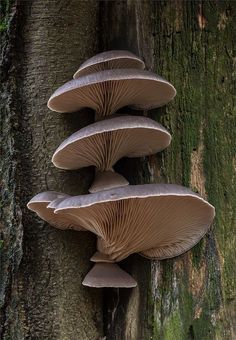 a group of mushrooms growing on the side of a tree