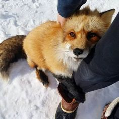 a red fox sitting on top of snow covered ground next to someone's feet