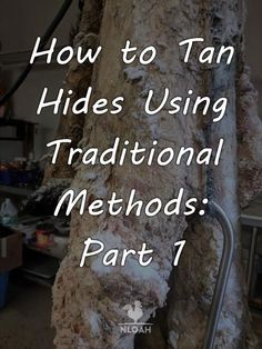 how to tan hides using traditional method part 1