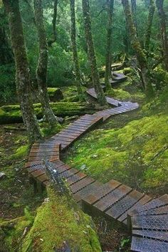 a wooden path in the middle of a forest with moss growing on it's sides