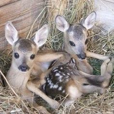 two baby deers are laying down in the hay