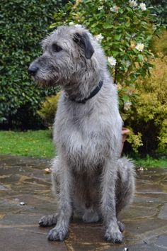 a gray dog sitting on top of a stone walkway