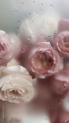 some pink flowers are sitting in the rain