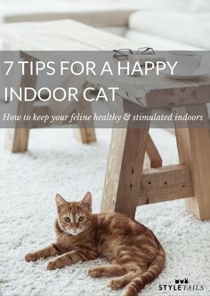 a cat laying on the floor in front of a wooden bench with text that reads 7 tips for a happy indoor cat how to keep your feline healthy & simulated indoors