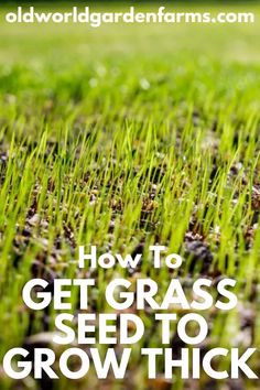 Photo of grass that is growing in thick and full. Photo from oldworldgardenfarms.com How To Get Grass To Grow In Bare Spots, Grass Seed Tips How To Grow, Grass Seed Types, Planting Grass Seed, Lawn Weeds, Planting Grass, Seeding Lawn, Bermuda Grass, Growing Grass