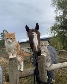 an orange and white cat sitting on top of a wooden fence next to a horse