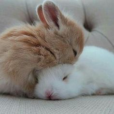 two small rabbits cuddle together on a couch cushion, one is white and the other is brown