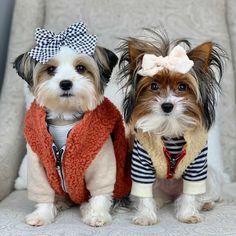 Maltese Dog, maltese dog breed, maltese dog temperament, maltese dog names, maltese dog food, maltese dog rescue, teacup maltese dog, brown maltese dog, mini maltese dog, best maltese dog food, maltese cross dog, maltese teacup dog #rescuesdog #beagledog #bulldog #boxerdog #shihtzudog #rottweilerdog #pomeraniandog #maltesedog #greatdanedog #jackrusselldog #cockerspanieldog