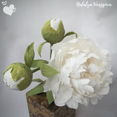 a white flower with green leaves in a square vase on a wooden block against a gray background