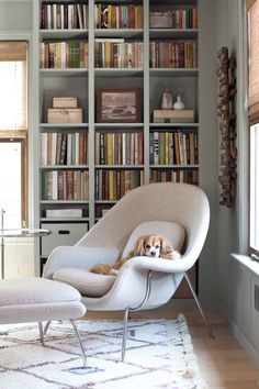 a dog sitting in a chair next to a bookshelf filled with lots of books