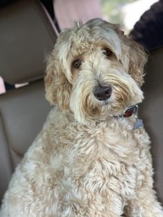 a white dog sitting in the back seat of a car with its head turned to the side