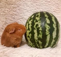 a guinea pig is next to a watermelon