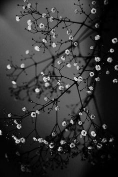 black and white photograph of small flowers in the dark night sky with light shining on them