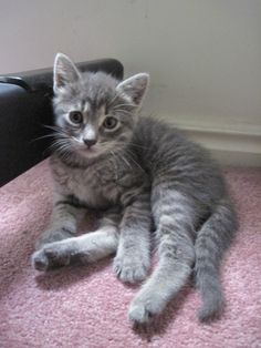 a small gray kitten laying on top of a pink rug