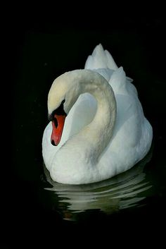 a white swan is swimming in the water