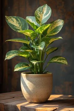 a potted plant sitting on top of a wooden table