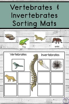 the vertebrates and invertebrateds sorting mats