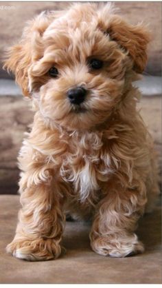 a small brown dog sitting on top of a couch