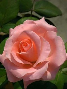 a pink rose with green leaves in the background