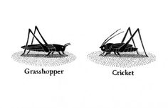 three different types of grasshoppers in black and white with the words grasshopper on them