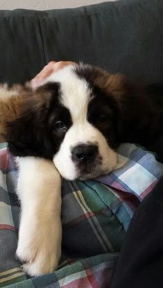 a puppy laying on top of a person's lap