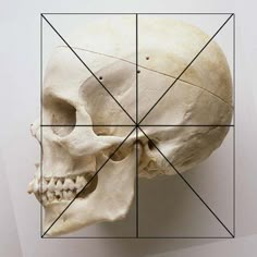 a human skull is shown with four intersecting lines in front of it, and an image of a skeleton's head on the wall