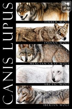 an image of four wolfs in different colors and sizes with the words canis puppies written below them