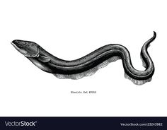 an illustration of a snake in black and white