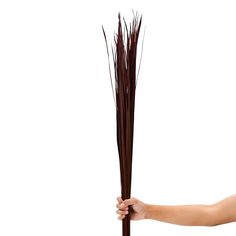 a hand is holding a tall brown plant