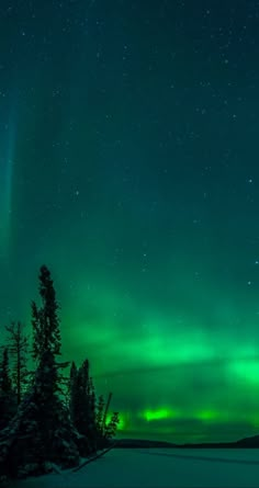 an aurora bore is seen in the sky above some snow covered trees and evergreens