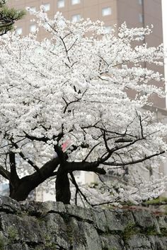 a tree with white flowers in front of a stone wall and tall buildings behind it