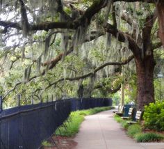 a tree lined path with benches and trees covered in spanish moss, near a park