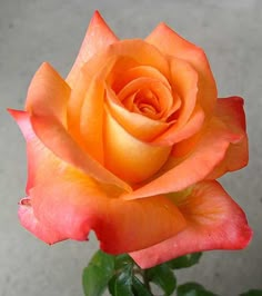 an orange rose is blooming in a vase